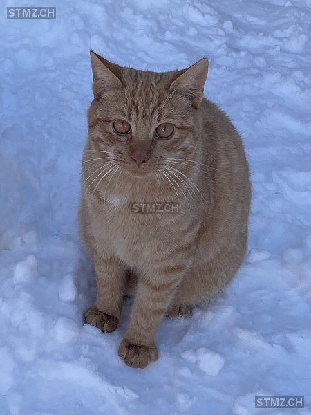 Leo — Katze ♂, Vermisst seit 25.02.2024, Wohlen AG (AG)