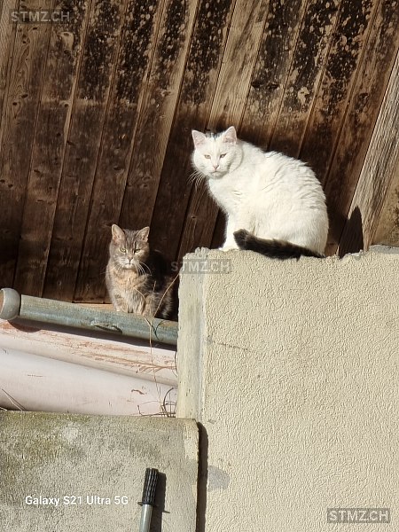 Rambo — Hauskatze ♂, Vermisst seit 24.02.2024, Meilen (ZH)