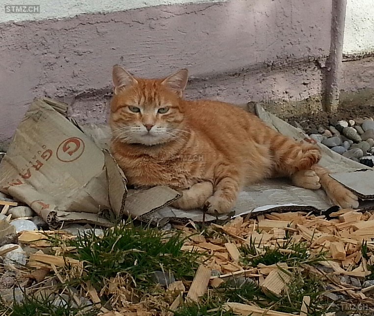 Houdeli — Hauskatze ♂, Vermisst seit 08.04.2024, Kirchenthurnen (BE)