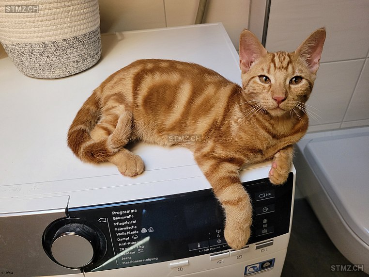 Schnüreli — Hauskatze ♀, Vermisst seit 02.04.2024, Frutigen (BE)