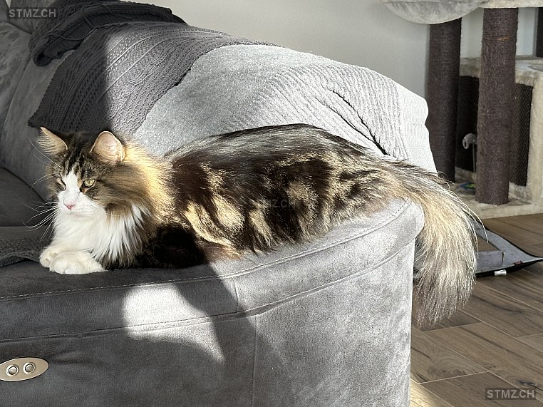 Charly — Maine Coon ♂, Vermisst seit 29.02.2024, Wohlen AG (AG)