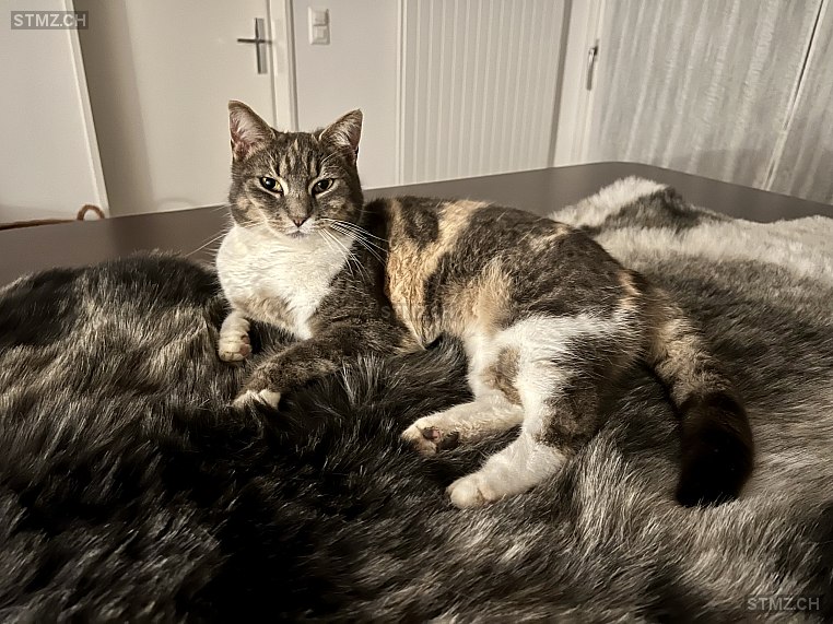 Breeze — Hauskatze ♀, Vermisst seit 12.04.2024, Bergdietikon (AG)