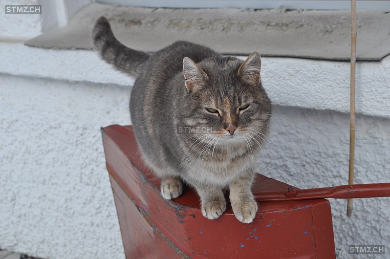 Tigerli — Norwegische Waldkatze ♀, Vermisst seit 26.03.2024, Engelberg (OW)