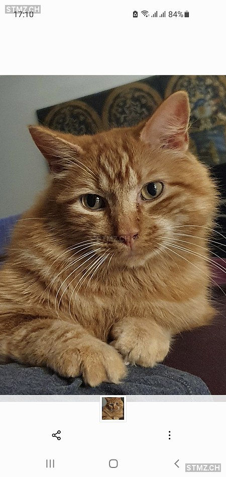 RED — Hauskatze ♂, Vermisst seit 30.06.2021, Etoy (VD)