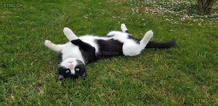 Pompon — Hauskatze ♂, Vermisst seit 25.03.2024, Fey (VD)