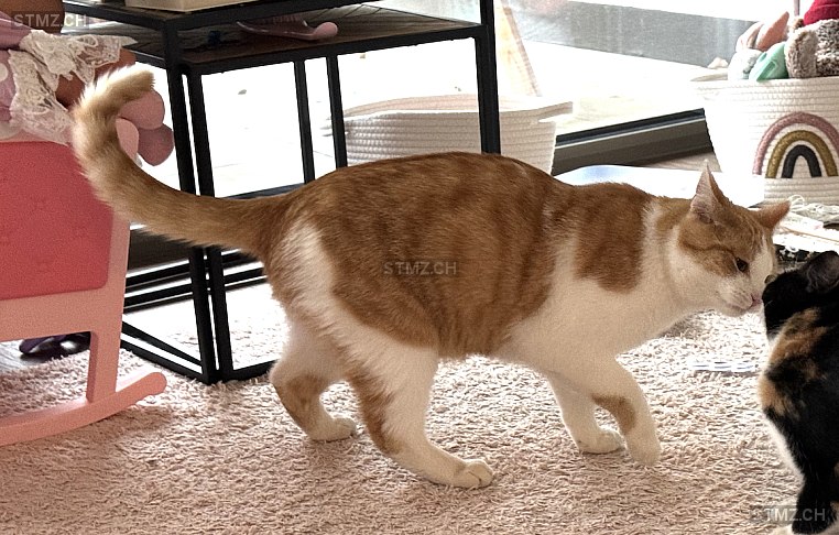 Tommy — Hauskatze ♂, Vermisst seit 31.03.2024, Chur (GR)