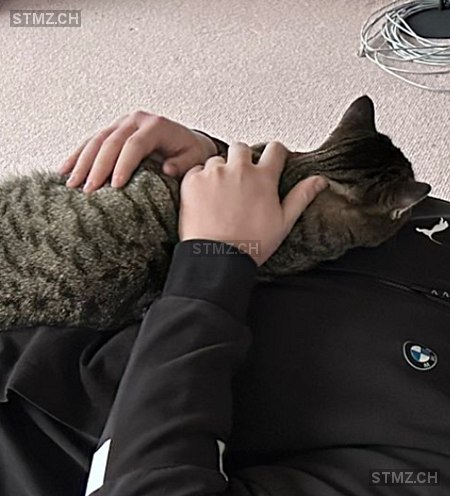 Findus — Hauskatze ♂, Vermisst seit 26.02.2024, Hefenhausen (TG)