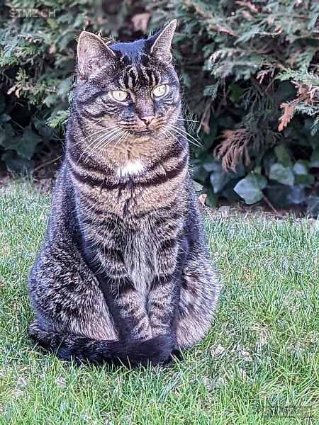 Pepper — Hauskatze ♂, Vermisst seit 20.04.2024, Rorschacherberg (SG)