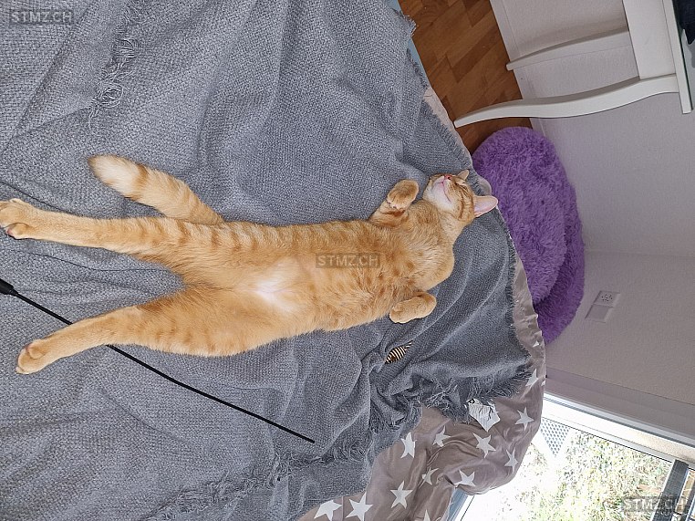 Theo — Hauskatze ♂, Vermisst seit 20.06.2023, Pieterlen (BE)