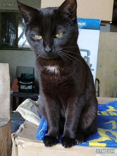 NOVA — Hauskatze ♀, Vermisst seit 04.04.2024, Ried bei Kerzers (FR)