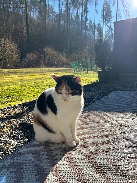 Luna — Hauskatze ♀, Vermisst seit 21.04.2024, Schaffhausen (SH)