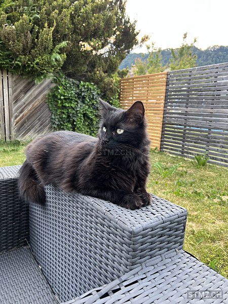 Tito — Hauskatze ♂, Vermisst seit 19.04.2024, Volketswil (ZH)