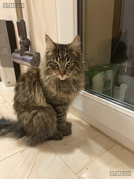 Fluffy — Norwegische Waldkatze ♀, Vermisst seit 26.03.2024, Sorens (FR)