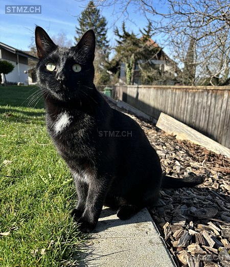 Elvis — Hauskatze ♂, Vermisst seit 23.04.2024, Kriechenwil (BE)