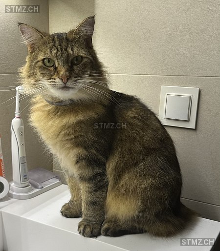 Plume — Hauskatze ♀, Vermisst seit 16.04.2024, Corsier GE (GE)