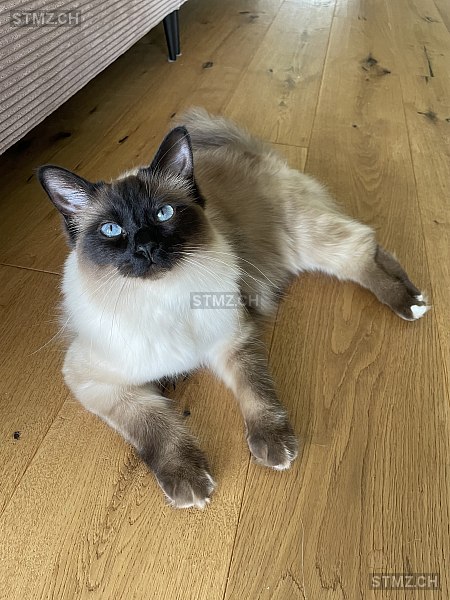 Krümel — Birma ♂, Vermisst seit 24.04.2024, Herrliberg (ZH)