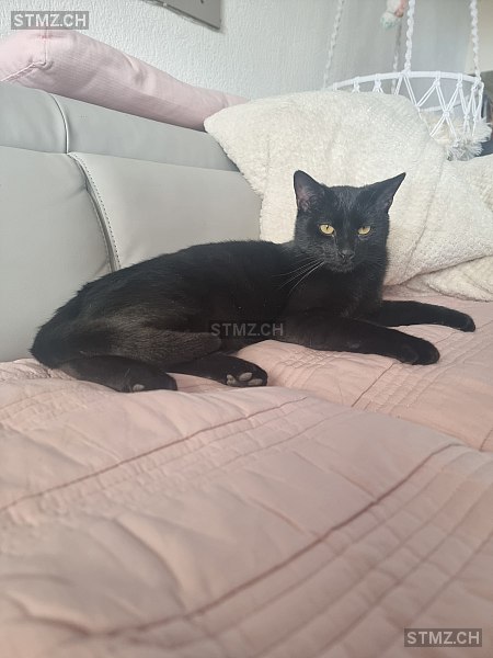 Cicci — Hauskatze ♂, Vermisst seit 24.04.2024, St. Gallen (SG)