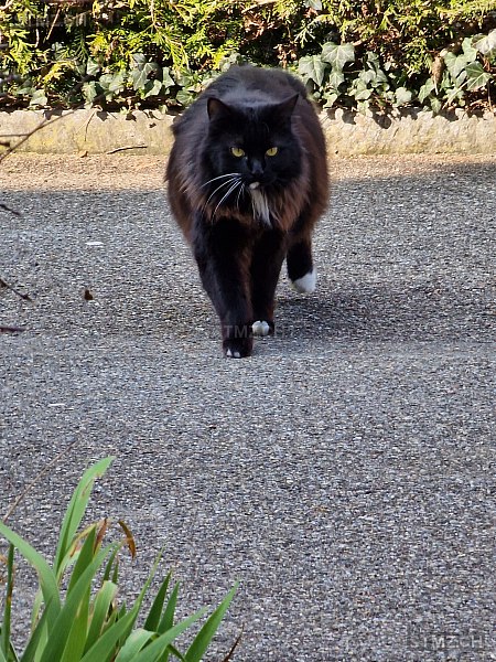 Smoky — Norwegische Waldkatze ♂, Vermisst seit 23.04.2024, Urdorf (ZH)
