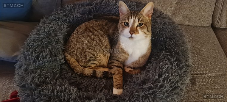 Max — Hauskatze ♂, Vermisst seit 24.04.2024, Echarlens (FR)