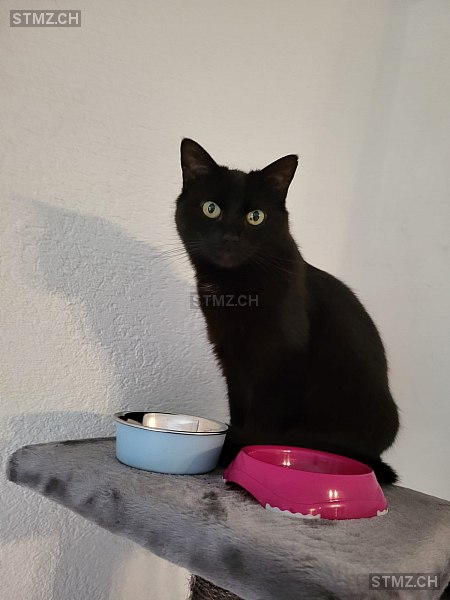 Lilly — Hauskatze ♀, Vermisst seit 25.04.2024, Cudrefin (VD)