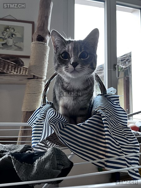 Ruby — Hauskatze ♀, Vermisst seit 16.04.2024, Solothurn (SO)