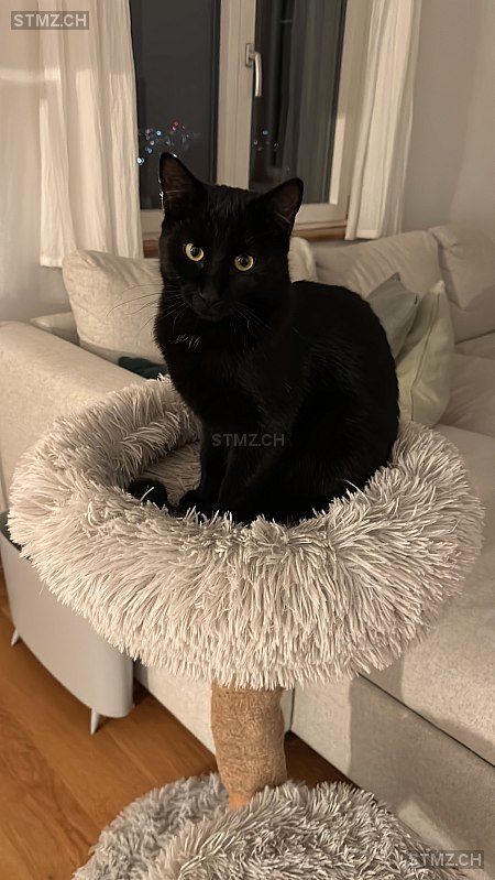 Zimmi — Hauskatze ♂, Vermisst seit 28.04.2024, Dornach (SO)