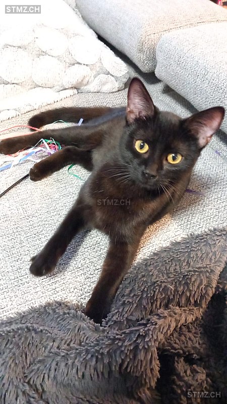 Crousty — Hauskatze ♀, Vermisst seit 25.04.2024, Vaux-sur-Morges (VD)