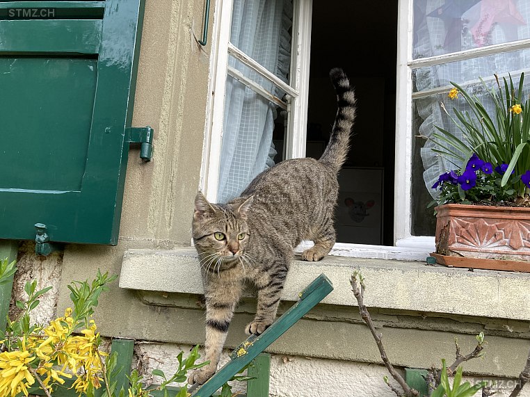 Zebulina — Hauskatze ♀, Vermisst seit 28.04.2024, Liebefeld (BE)