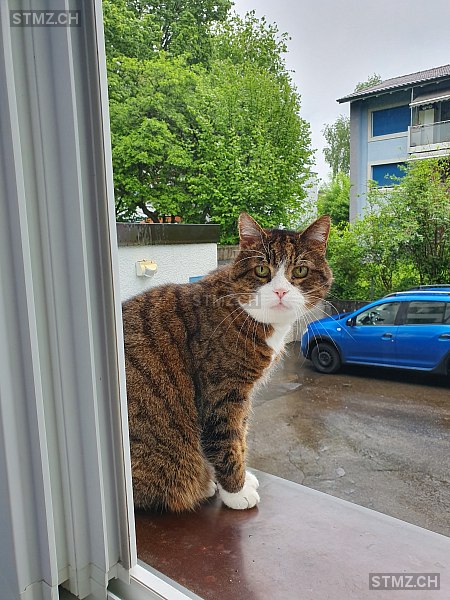 Charlie — Hauskatze ♂, Vermisst seit 28.04.2024, Thun (BE)