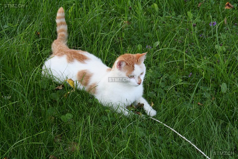 Zuma — Hauskatze ♀, Vermisst seit 26.04.2024, Gipf-Oberfrick (AG)