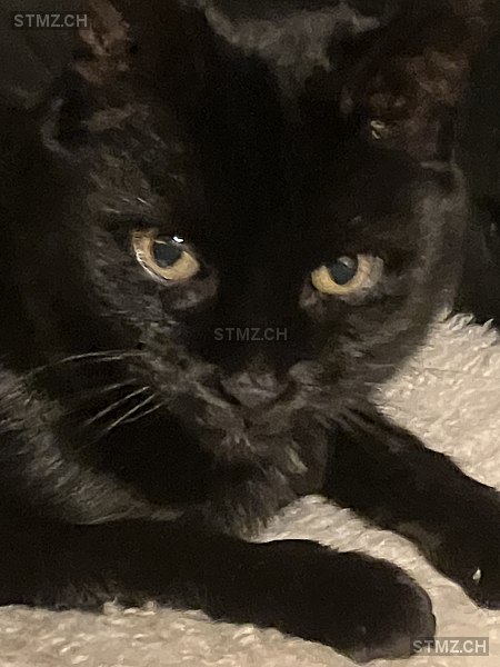 Ese — Hauskatze ♂, Vermisst seit 29.04.2024, Schaffhausen (SH)