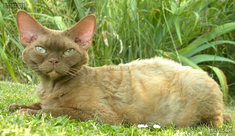 Gem (Pflömi) — Exotisch Kurzhaar ♀, Vermisst seit 27.04.2024, Amlikon-Bissegg (TG)