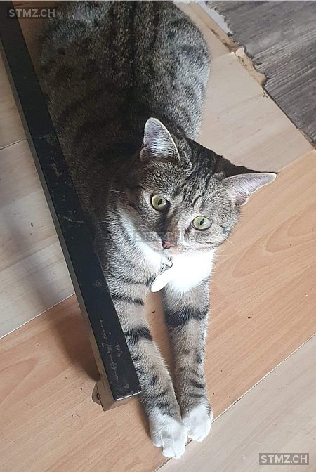 Findus — Hauskatze ♂, Vermisst seit 27.04.2024, Seon (AG)