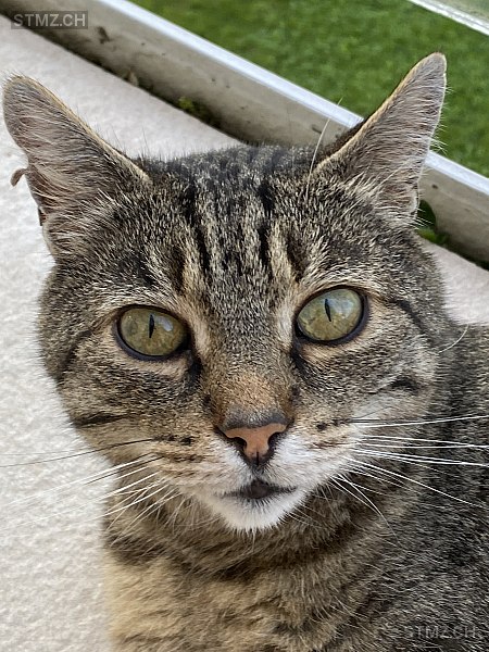 Findus — Hauskatze ♂, Vermisst seit 26.04.2024, Steckborn (TG)