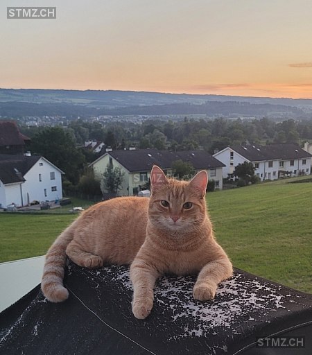 Zazu — Hauskatze ♂, Vermisst seit 27.04.2024, Obfelden (ZH)