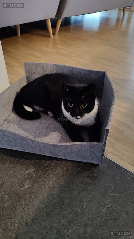 Zorro — Hauskatze ♂, Vermisst seit 30.04.2024, Niederlenz (AG)