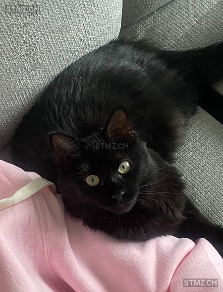 Coco — Hauskatze ♀, Vermisst seit 01.05.2024, Rütihof (AG)