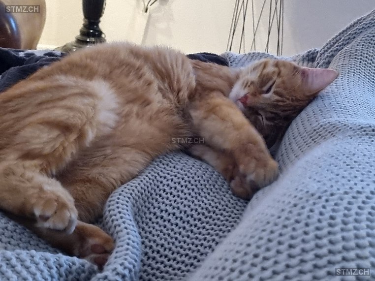 Billie — Hauskatze ♀, Vermisst seit 01.05.2024, Wiedlisbach (BE)