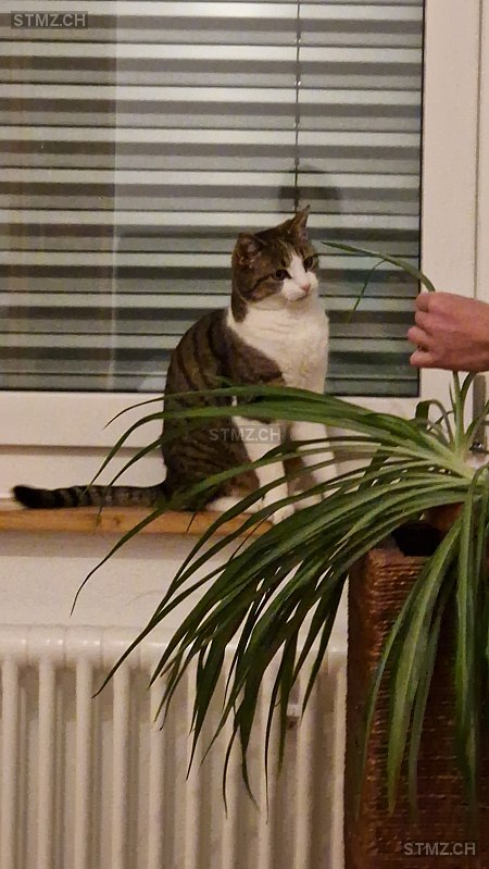 Vicky — Hauskatze ♀, Vermisst seit 29.04.2024, Ossingen (ZH)