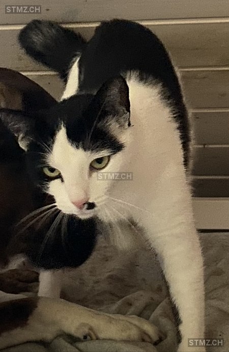 Sisu — Hauskatze ♀, Vermisst seit 27.04.2024, Menziken (AG)