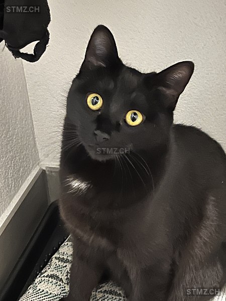 Nala — Hauskatze ♀, Vermisst seit 01.05.2024, Monte Carasso (TI)