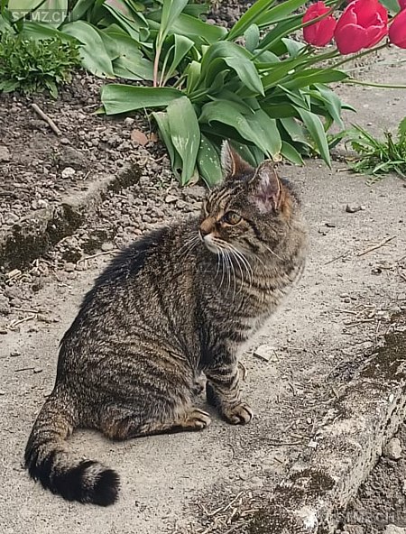 Josephine — Hauskatze ♀, Vermisst seit 30.04.2024, Rapperswil BE (BE)