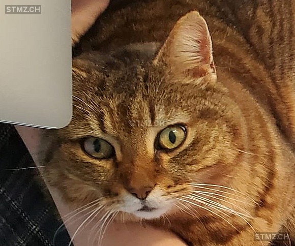 Charly — Hauskatze ♂, Vermisst seit 28.04.2024, Pfungen (ZH)