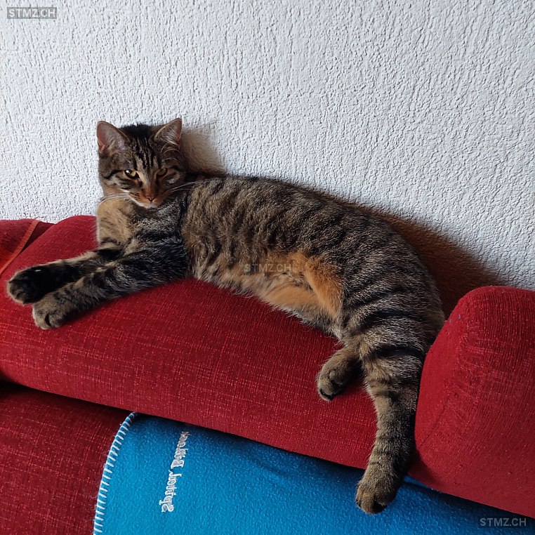 Gina — Hauskatze ♀, Vermisst seit 02.05.2024, Bülach (ZH)