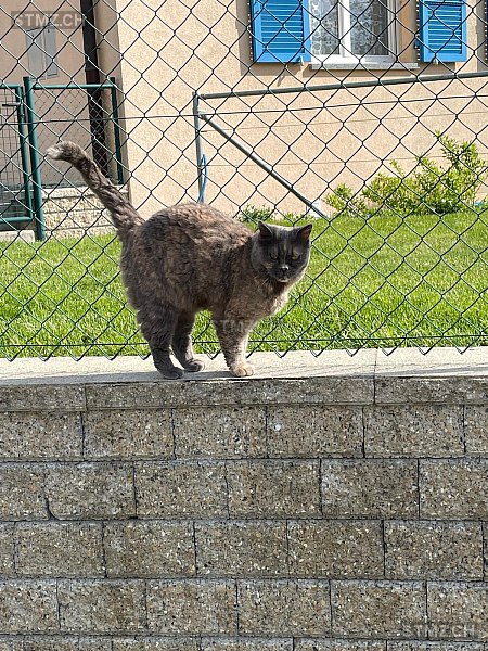 Kyra — Hauskatze ♀, Vermisst seit 02.05.2024, Cheyres (FR)