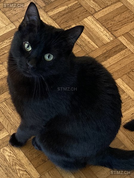 Merlin — Hauskatze ♂, Vermisst seit 02.05.2024, Basel (BS)