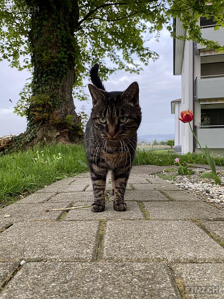 Sonja — Hauskatze ♀, Perdu depuis 01.05.2024, Belp (BE)