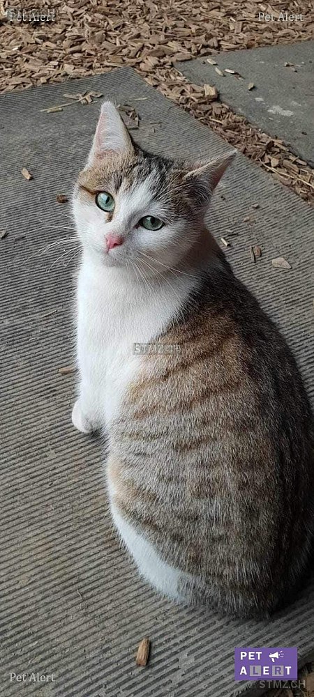 Ronronnette — Hauskatze ♀, Vermisst seit 25.04.2024, Corserey (FR)