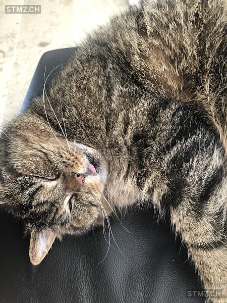 Milo — Hauskatze ♂, Vermisst seit 05.05.2024, Frauenkappelen (BE)