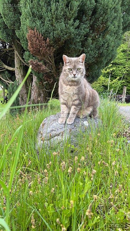 Mulan — Hauskatze ♂, Vermisst seit 04.05.2024, Lützelflüh-Goldbach (BE)